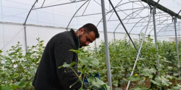 Kilosu 35 liradan satılıyor ama satacak pazar bulamıyorlar! Yılda 3 kez ürün veriyor