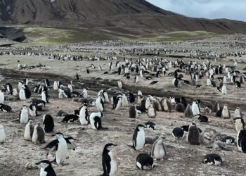 Dünyanın en büyük penguen kolonisinde endişelendiren ölümler