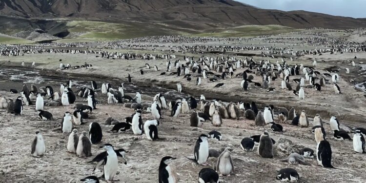 Dünyanın en büyük penguen kolonisinde endişelendiren ölümler