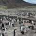 Dünyanın en büyük penguen kolonisinde endişelendiren ölümler