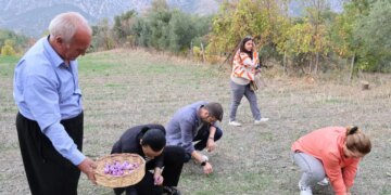 Altından bile değerli olunca, esnaflığı bırakıp ekime başladı! Sadece sabahın ilk ışıklarında hasat ediliyor…