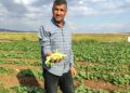 Günde tam 200 kilo toplanıyor, daha tarladayken tükeniyor! Kilosu 30 TL…