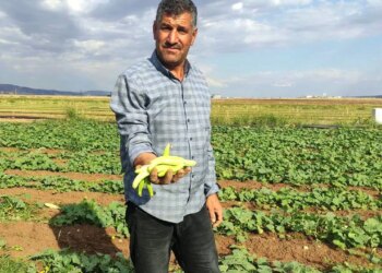 Günde tam 200 kilo toplanıyor, daha tarladayken tükeniyor! Kilosu 30 TL…