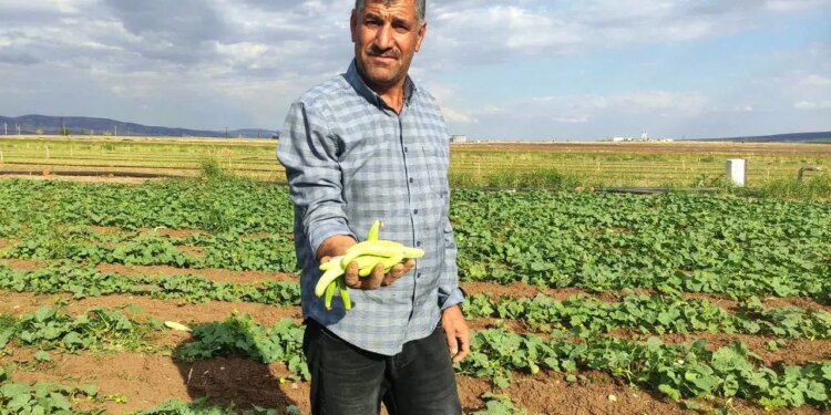 Günde tam 200 kilo toplanıyor, daha tarladayken tükeniyor! Kilosu 30 TL…