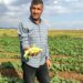 Günde tam 200 kilo toplanıyor, daha tarladayken tükeniyor! Kilosu 30 TL…