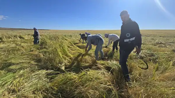Toprağa değil volkanik kayaların arasına ekiliyor! Kilosu 160 TL…