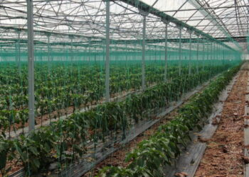 Şekli bozuk olanlar iç piyasaya, kalitelileri sınır ötesine! Halde 60 TL, markette 120 lira…