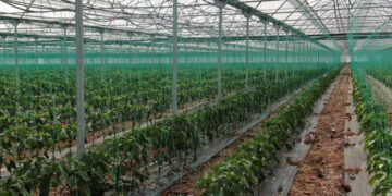 Şekli bozuk olanlar iç piyasaya, kalitelileri sınır ötesine! Halde 60 TL, markette 120 lira…