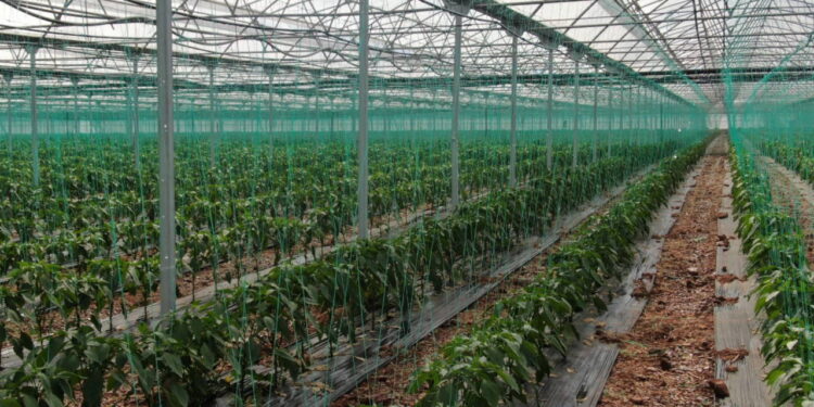 Şekli bozuk olanlar iç piyasaya, kalitelileri sınır ötesine! Halde 60 TL, markette 120 lira…