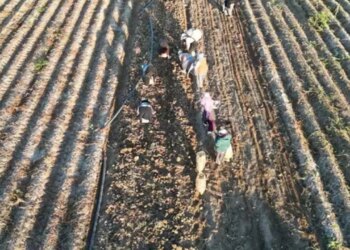 Erzincan’da 10 bin tonluk dev mesai: Soğuklar bastırmadan topraktan çıkarılması şart!