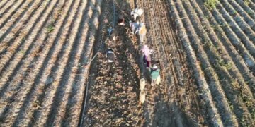 Erzincan’da 10 bin tonluk dev mesai: Soğuklar bastırmadan topraktan çıkarılması şart!