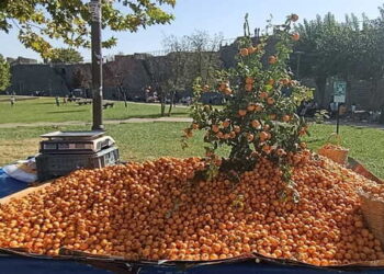 Dağlarda kendiliğinden yetişiyor: Faydasını bilen fiyatını sormadan alıyor!