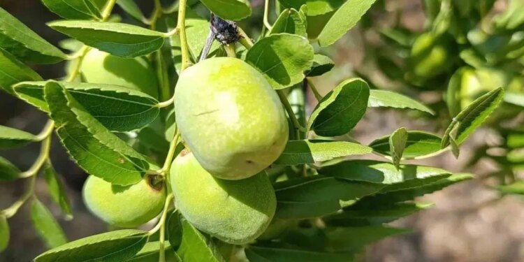 3 tanesi 1 kilo mandalinaya bedel! Faydasını duyan kilosunu 150 liradan topluyor…