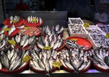 Denizin efendisi tahtı devrediyor: Kilosu 150 liralık efsane geliyor…