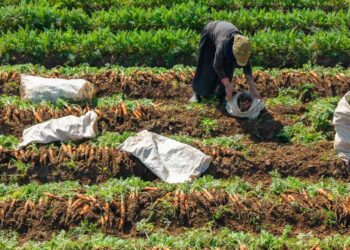 Büyümesine izin verirlerse değeri düşüyor: Sadece bilenler alıyor, lüks mutfaklardan vazgeçilmezi!