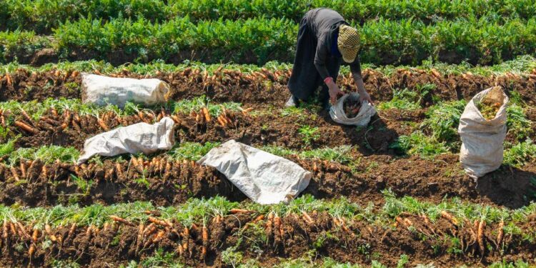Büyümesine izin verirlerse değeri düşüyor: Sadece bilenler alıyor, lüks mutfaklardan vazgeçilmezi!