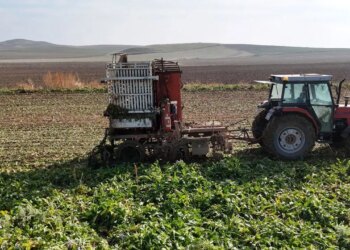 Fabrikalar yolunu gözlüyor: Dekar başına tam 10 ton çıktı!