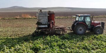 Fabrikalar yolunu gözlüyor: Dekar başına tam 10 ton çıktı!