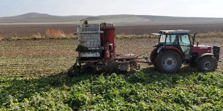 Fabrikalar yolunu gözlüyor: Dekar başına tam 10 ton çıktı!