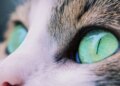 Kedi gözlerinden ilham alan kamera teknolojileri