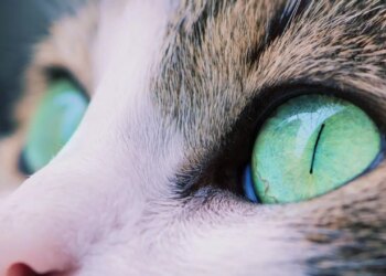 Kedi gözlerinden ilham alan kamera teknolojileri