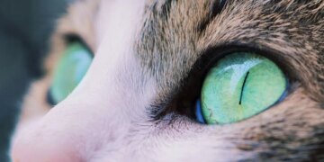 Kedi gözlerinden ilham alan kamera teknolojileri