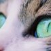 Kedi gözlerinden ilham alan kamera teknolojileri
