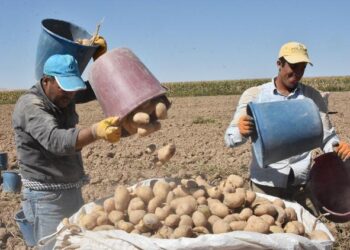 Tarlada bekledikçe değeri artıyor: Hasat için 29 Ekim şartı var…