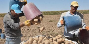 Tarlada bekledikçe değeri artıyor: Hasat için 29 Ekim şartı var…