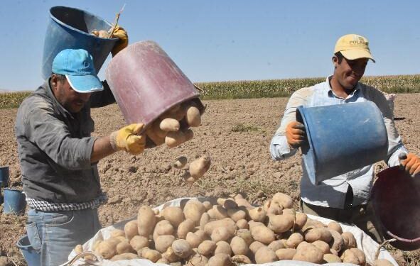 Tarlada bekledikçe değeri artıyor: Hasat için 29 Ekim şartı var…