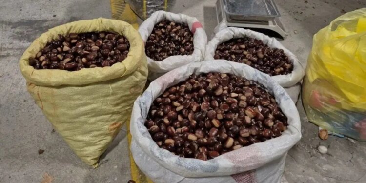 Ne pazarda ne markette bulabilirsiniz! Doğrudan üniversite kapısında satılan şifa kaynağı…