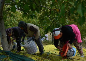 Şehrin en büyük bahçesinde hasat başladı: 6 ton rekolte bekleniyor…