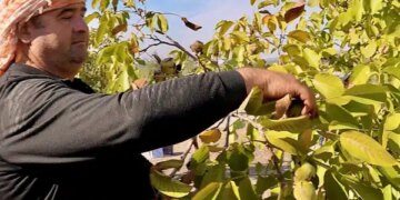 Orman köylüsüne gelir kapısı oldu: 4 ton rekolte bekleniyor…