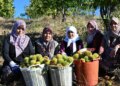 1.200 metre yüksekte yetişiyor! Dağdan topladıkları otlarla kuyuya gömüyorlar…