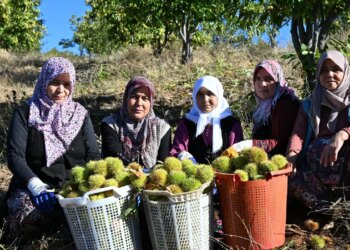 1.200 metre yüksekte yetişiyor! Dağdan topladıkları otlarla kuyuya gömüyorlar…