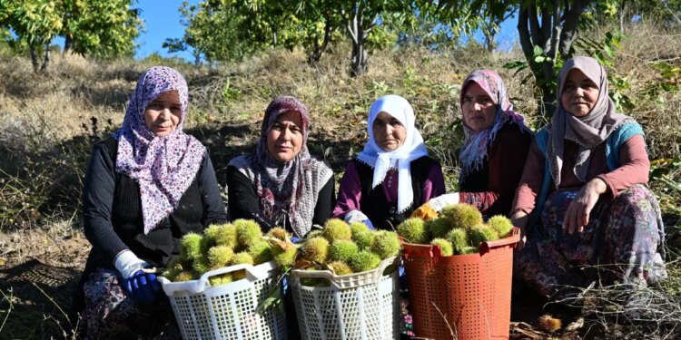 1.200 metre yüksekte yetişiyor! Dağdan topladıkları otlarla kuyuya gömüyorlar…