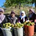 1.200 metre yüksekte yetişiyor! Dağdan topladıkları otlarla kuyuya gömüyorlar…