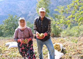 Hasat 15 gün geç başladı: Toplaması tehlikeli, süresi kısa