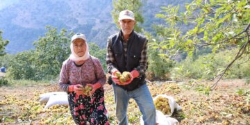 Hasat 15 gün geç başladı: Toplaması tehlikeli, süresi kısa