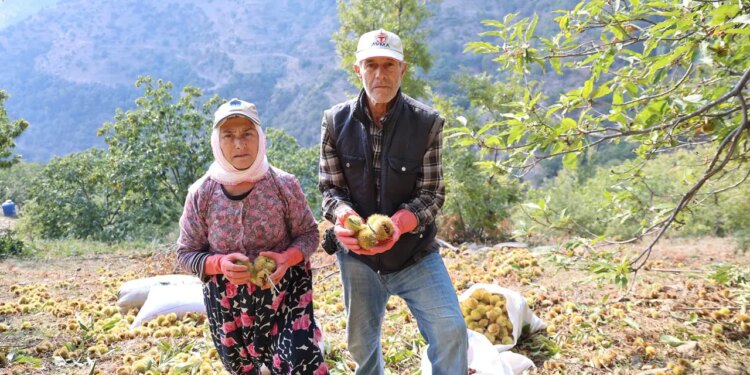 Hasat 15 gün geç başladı: Toplaması tehlikeli, süresi kısa