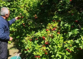 Böbrek taşı olanlar kargo yolu gözlüyor: Toplandığı gibi yenmiyor! Acısı çıksın diye aylarca suda bekletiliyor!