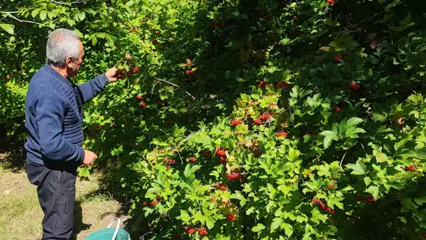 Böbrek taşı olanlar kargo yolu gözlüyor: Toplandığı gibi yenmiyor! Acısı çıksın diye aylarca suda bekletiliyor!