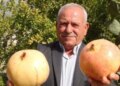 Bir tanesi tam 2 kilo geliyor: Kilosu 50 liradan yok satıyor!