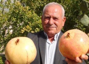 Bir tanesi tam 2 kilo geliyor: Kilosu 50 liradan yok satıyor!