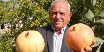 Bir tanesi tam 2 kilo geliyor: Kilosu 50 liradan yok satıyor!