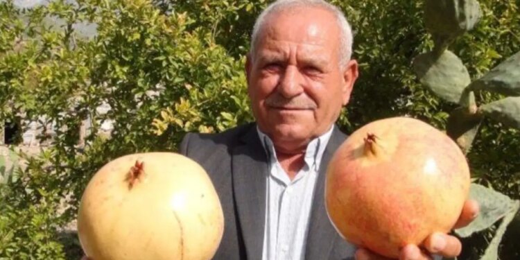 Bir tanesi tam 2 kilo geliyor: Kilosu 50 liradan yok satıyor!