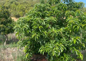 Narenciyenin tahtını salladı, tek bir ağaçtan 80 kilo fışkırdı! Adana ovalarında ‘tropikal’ devrim…