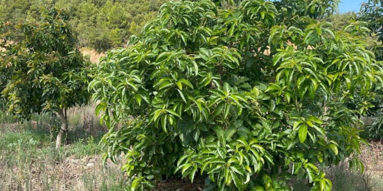 Narenciyenin tahtını salladı, tek bir ağaçtan 80 kilo fışkırdı! Adana ovalarında ‘tropikal’ devrim…