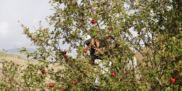 Dağ eteklerindeki bahçelerden son hasat: Kış elmaları