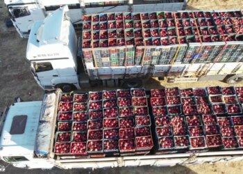 600 rakımda yetişiyor: Kilosu tarlada 70 lira